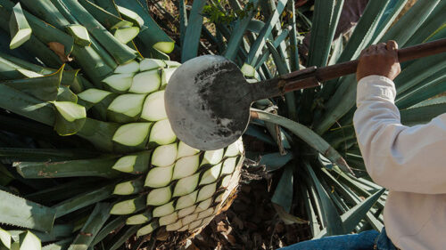 Agave Harvest